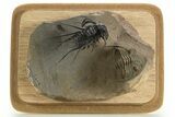 Spectacular Flying Dicranurus Trilobite With Zlichovaspis #334922-2